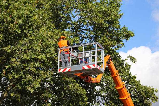 How Our Tree Care Process Works  in Pasadena, CA